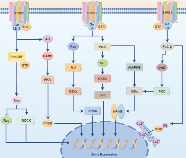 【李晓杨课题组】在药学顶刊Medicinal Research Reviews发表综述