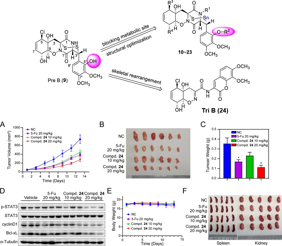 【王长云&刘志清课题组、杨金波课题组】在Journal of Medicinal Chemistry发表靶向JAK/STAT3信号通路海洋天然产物Pre B结构优化的最新进展